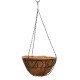 Rhipsalis pilocarpa in 305 mm Metal Scrollwork Hanging Basket with Removeable Hanger