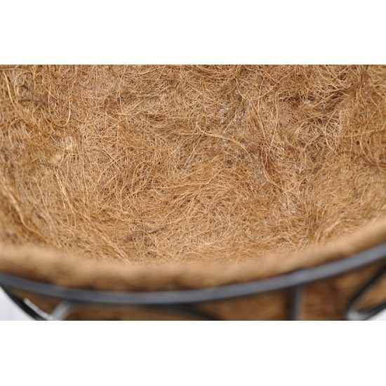 Rhipsalis pilocarpa in 305 mm Metal Scrollwork Hanging Basket with Removeable Hanger