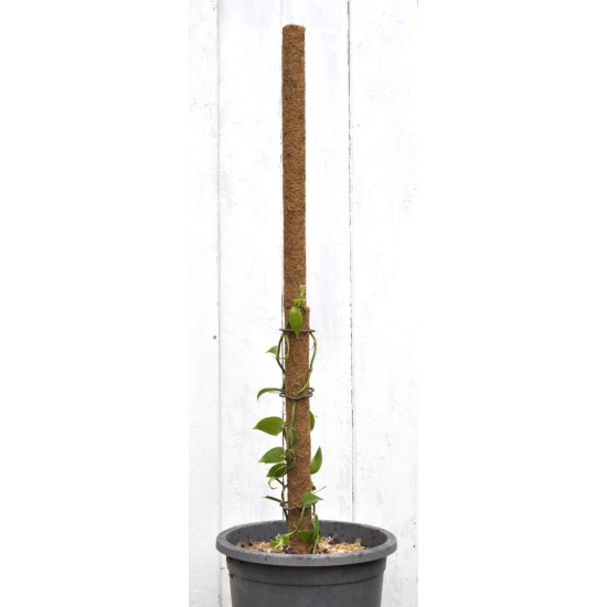 60 cm Extendable Coir Pole for Vines, Epiphytes, and Other Climbing Plants