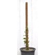 60 cm Extendable Coir Pole for Vines, Epiphytes, and Other Climbing Plants
