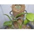 60 cm Extendable Coir Pole for Vines, Epiphytes, and Other Climbing Plants