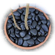 "EnviroPebbles" - Decorative Black Pebbles for Pots, Window Boxes and Large Planters (per 0.6 kg)