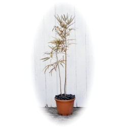 "EnviroPebbles" - Decorative Black Pebbles for Pots, Window Boxes and Large Planters (per 0.6 kg)