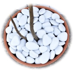 "EnviroPebbles" - Decorative White Pebbles for Pots, Window Boxes and Large Planters (per 0.6 kg)