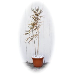 "EnviroPebbles" - Decorative White Pebbles for Pots, Window Boxes and Large Planters (per 0.6 kg)