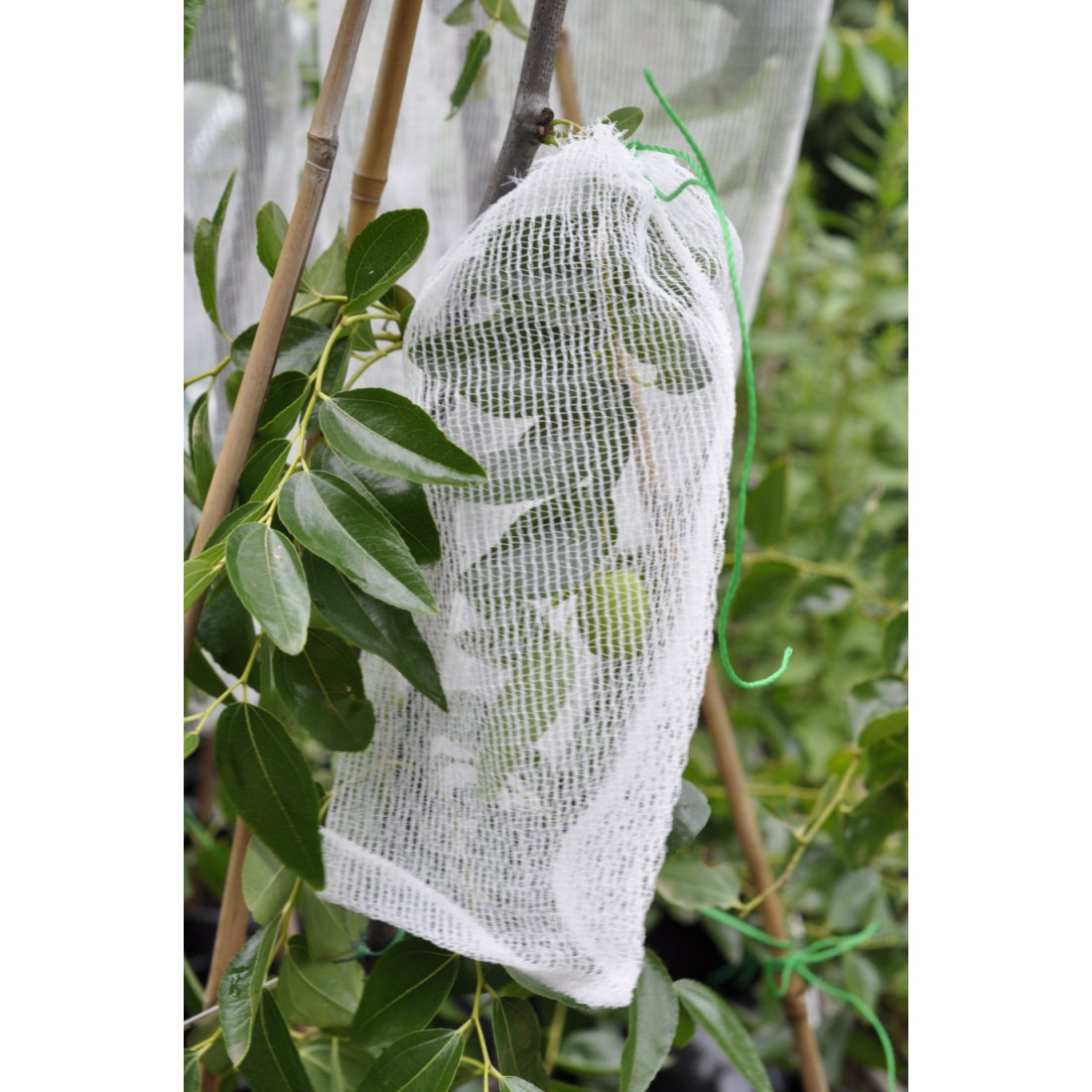 Ten-Pack of LARGE Fruit Protection BAGS (30 cm x 30 cm) - Excludes ...