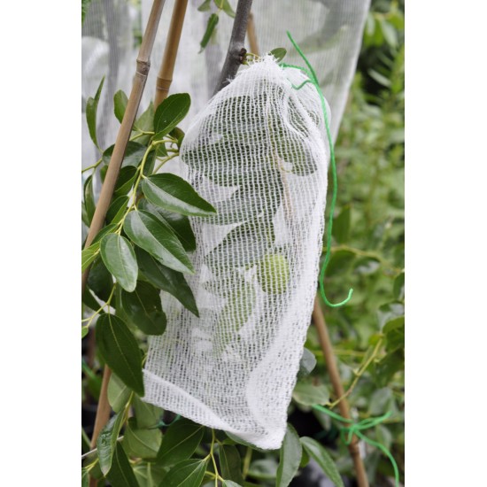 Fruit-Fly Rated Crop Protection Netting (5 m x 2.8 m) - Also Excludes Other Insects, Birds and Mammals