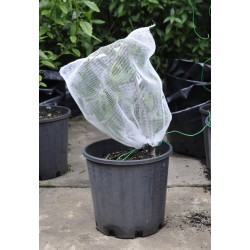 Ten-Pack of Large Fruit Protection Bags (30 cm x 30 cm) - Excludes Insects, Birds and Mammals