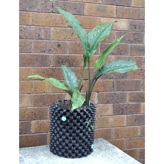 Kaempferia rotunda (Peacock Ginger) in 9 L Air-Pot Container