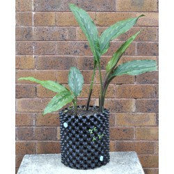 Kaempferia rotunda (Peacock Ginger) in 9 L Air-Pot Container