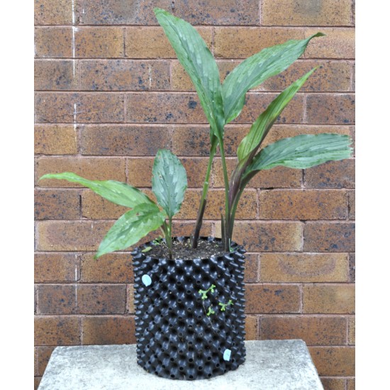 Kaempferia rotunda (Peacock Ginger) in 9 L Air-Pot Container