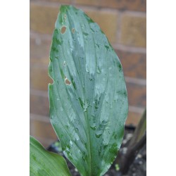 Kaempferia rotunda (Peacock Ginger) in 9 L Air-Pot Container