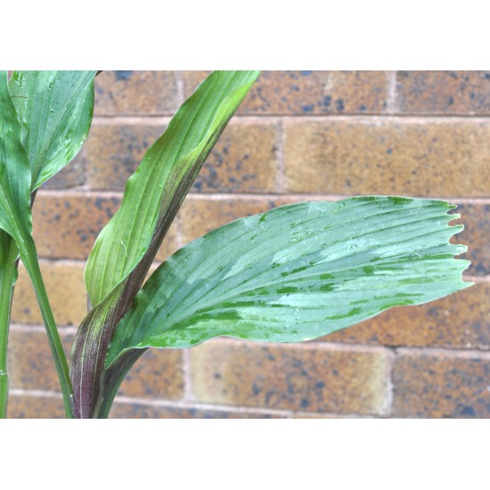 Kaempferia rotunda (Peacock Ginger) in 9 L Air-Pot Container