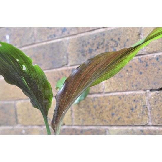 Kaempferia rotunda (Peacock Ginger) in 9 L Air-Pot Container