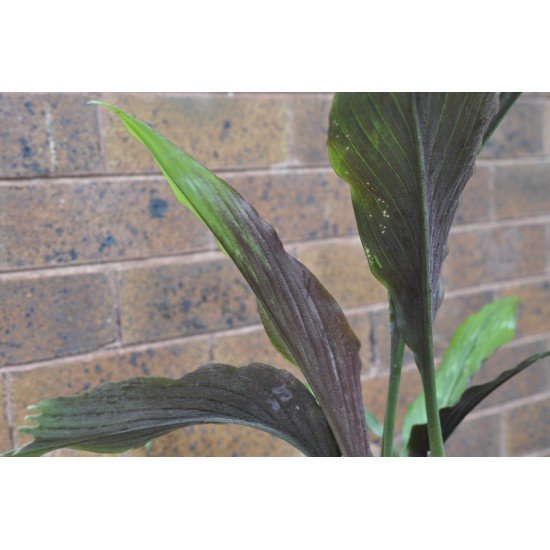 Kaempferia rotunda (Peacock Ginger) in 9 L Air-Pot Container