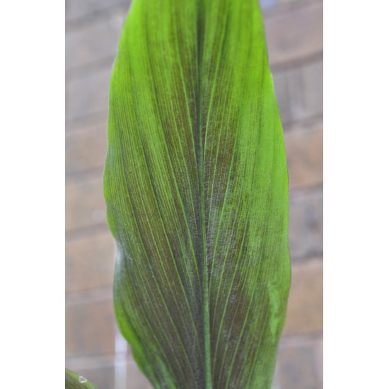 Kaempferia rotunda (Peacock Ginger) in 9 L Air-Pot Container