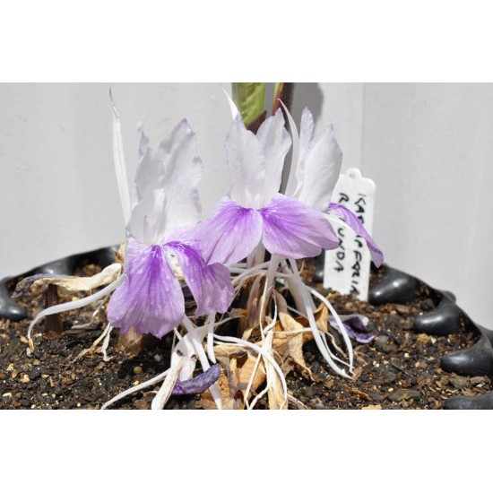 Kaempferia rotunda (Peacock Ginger, Bhumi Champa) in 9 L Air-Pot Container