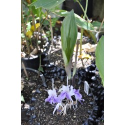 Kaempferia rotunda (Peacock Ginger) in 9 L Air-Pot Container