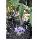 Kaempferia rotunda (Peacock Ginger) as Propagation Material