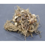 Kaempferia rotunda (Peacock Ginger) Rhizome Clump