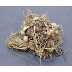 Kaempferia rotunda (Peacock Ginger) Rhizome Clump