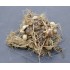 Kaempferia rotunda (Peacock Ginger) Rhizome Clump