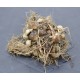 Kaempferia rotunda (Peacock Ginger) Rhizome Clump Kaempferia rotunda (Peacock Ginger) Rhizome Clump