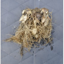 Kaempferia rotunda (Peacock Ginger) Rhizome Clump