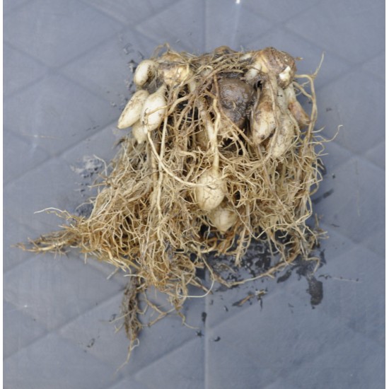 Kaempferia rotunda (Peacock Ginger) Rhizome Clump Kaempferia rotunda (Peacock Ginger) Rhizome Clump