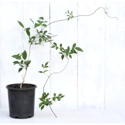 Bower of Beauty (Pandorea jasminoides), Pink