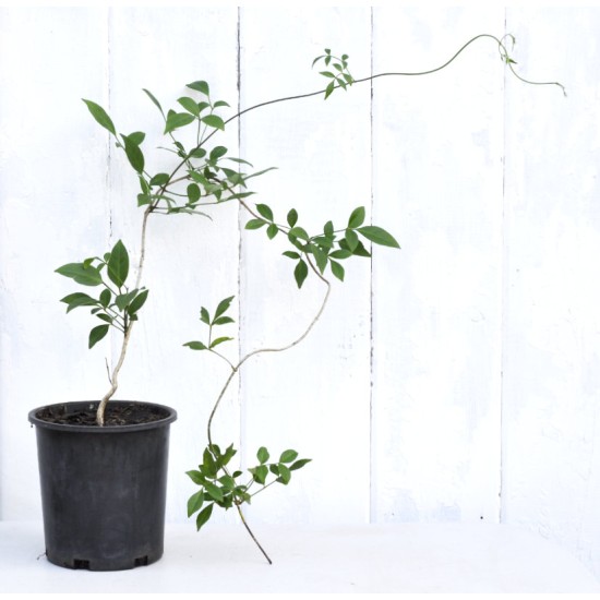 Bower of Beauty (Pandorea jasminoides), Pink Bower of Beauty (Pandorea jasminoides), Pink