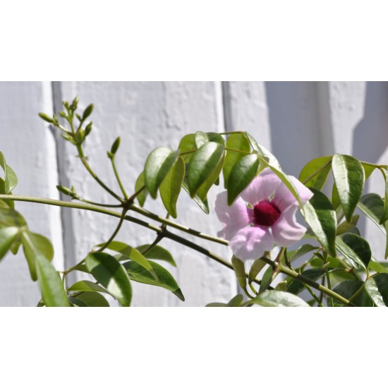 Bower of Beauty (Pandorea jasminoides), Vivid Pink, in 250 mm Pot