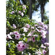 Bower of Beauty (Pandorea jasminoides), Vivid Pink, in 250 mm Pot