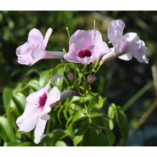 Bower of Beauty (Pandorea jasminoides), Pink Bower of Beauty (Pandorea jasminoides), Pink