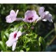 Bower of Beauty (Pandorea jasminoides), Pink Bower of Beauty (Pandorea jasminoides), Pink