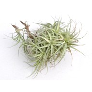 Air Plant (Tillandsia sp.) as Propagation Material