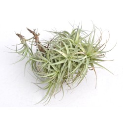 Air Plant (Tillandsia sp.) Clump of Six Individual Rosettes