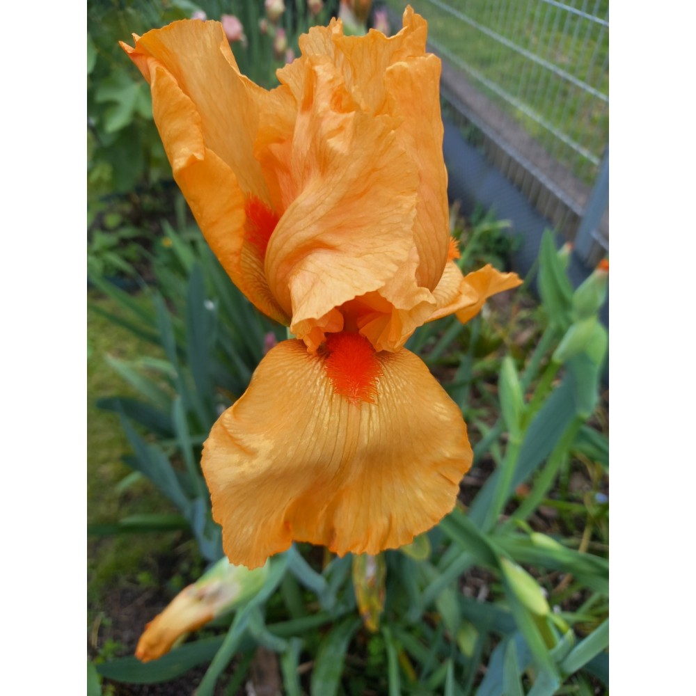 Bearded Iris (Iris × germanica) Lucky Dip!