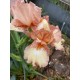 Bearded Iris (Iris × germanica) Lucky Dip!