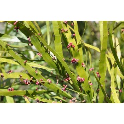 Centipede/Tapeworm Plant (Muehlenbeckia platyclada) in 90 mm Bottomless Pot