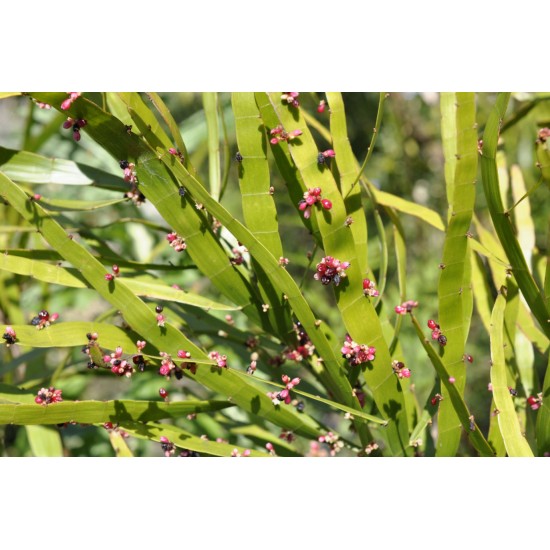 Centipede/Tapeworm/Ribbonbush Plant (Muehlenbeckia platyclada) as Propagation Material