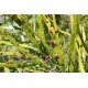 Centipede/Tapeworm/Ribbonbush Plant (Muehlenbeckia platyclada) in 90 mm Bottomless Pot