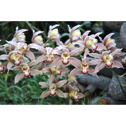 Mushroom-Pink Cymbidium Orchid (Cymbidium sp.) as Propagation Material