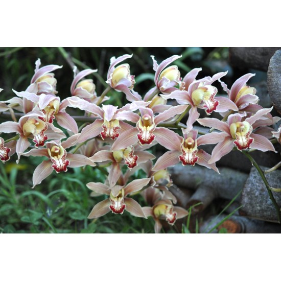 Mushroom-Pink Cymbidium Orchid (Cymbidium sp.) as Propagation Material