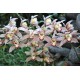 Mushroom-Pink Cymbidium Orchid (Cymbidium sp.) as Propagation Material