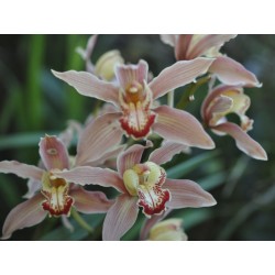 Mushroom-Pink Cymbidium Orchid (Cymbidium sp.) as Propagation Material