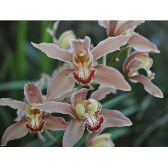 Mushroom-Pink Cymbidium Orchid (Cymbidium sp.) as Propagation Material