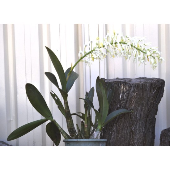 Sydney Rock Orchid (Dendrobium speciosum), Potted