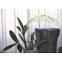 Sydney Rock Orchid (Dendrobium speciosum), Potted