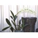 Sydney Rock Orchid (Dendrobium speciosum), Potted